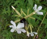 Saponaria officinalis