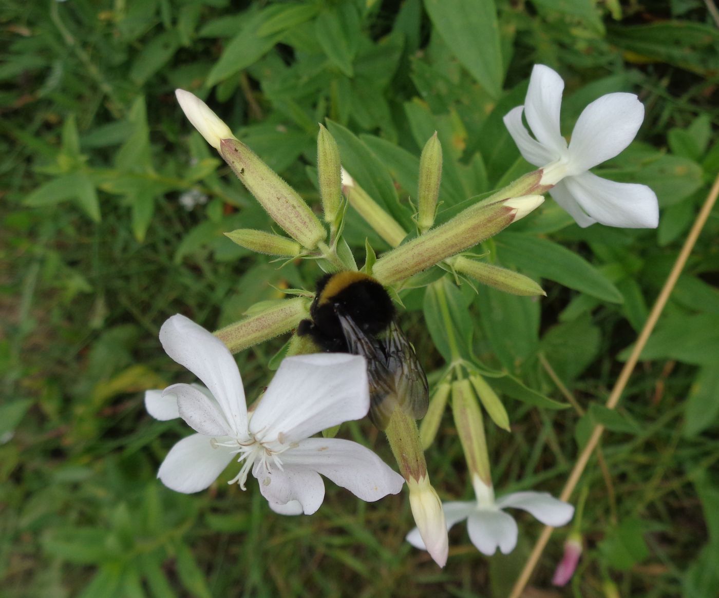 Изображение особи Saponaria officinalis.