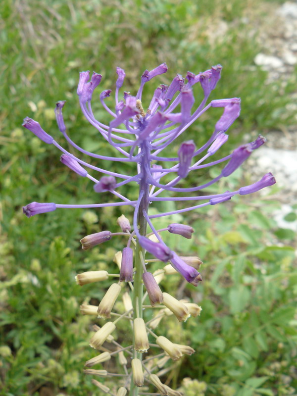 Image of Leopoldia comosa specimen.