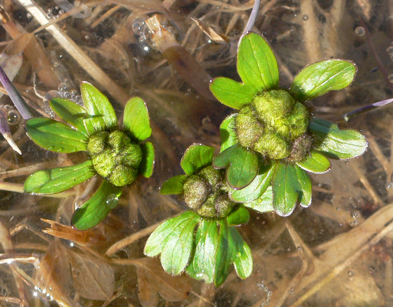 Image of Ranunculus nivalis specimen.