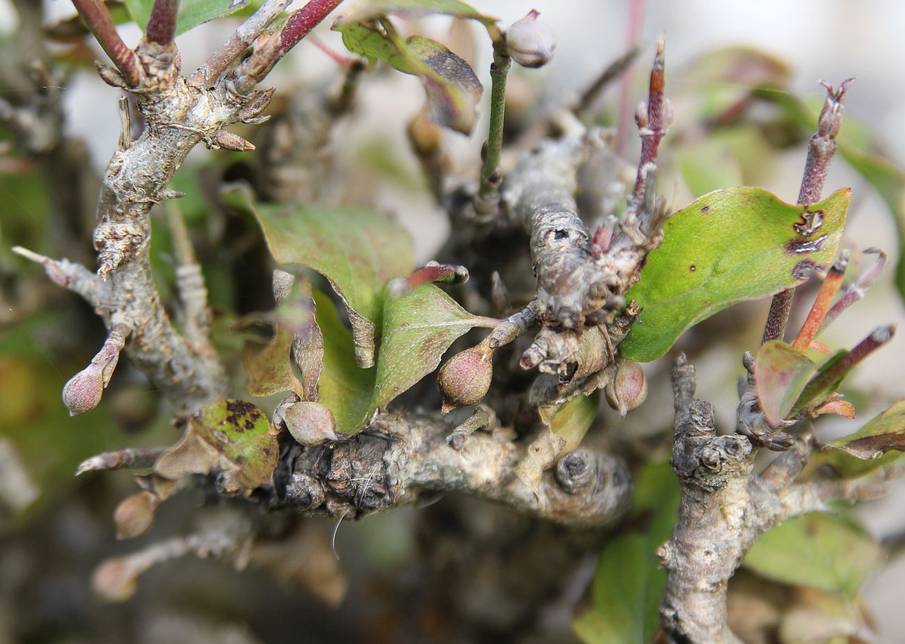 Image of Cornus mas specimen.