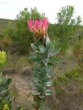 Protea obtusifolia