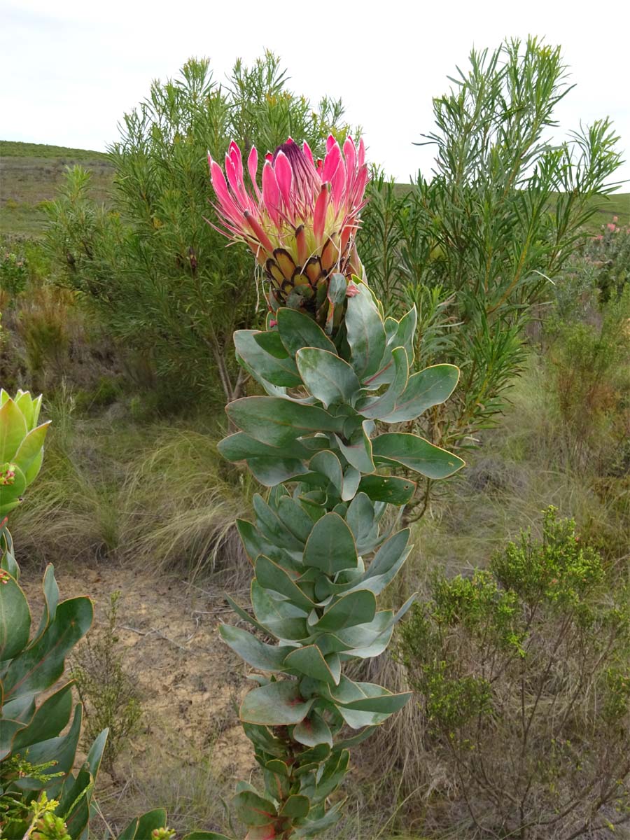 Изображение особи Protea obtusifolia.