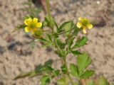 Geum aleppicum. Цветки. Иркутская обл., Осинский р-н, окр. дер. Рассвет, Братское вдхр., песчаный пляж. 04.07.2018.