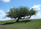 Salix gmelinii. Взрослое дерево. Иркутская обл., Боханский р-н, окр. с. Бохан, берег р. Ида. 11.06.2018.