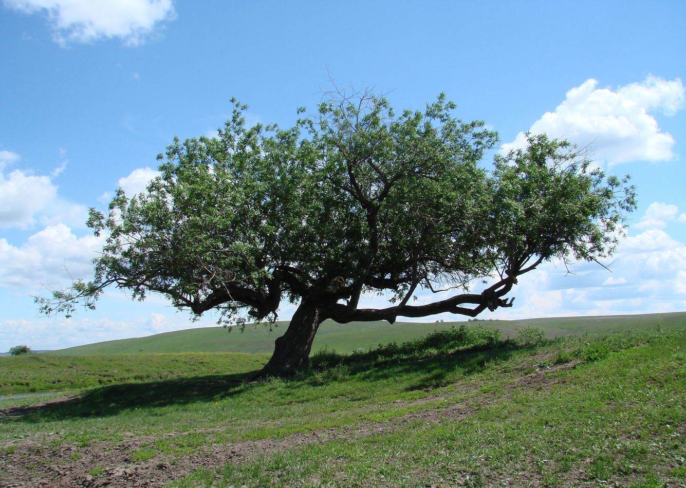 Изображение особи Salix gmelinii.