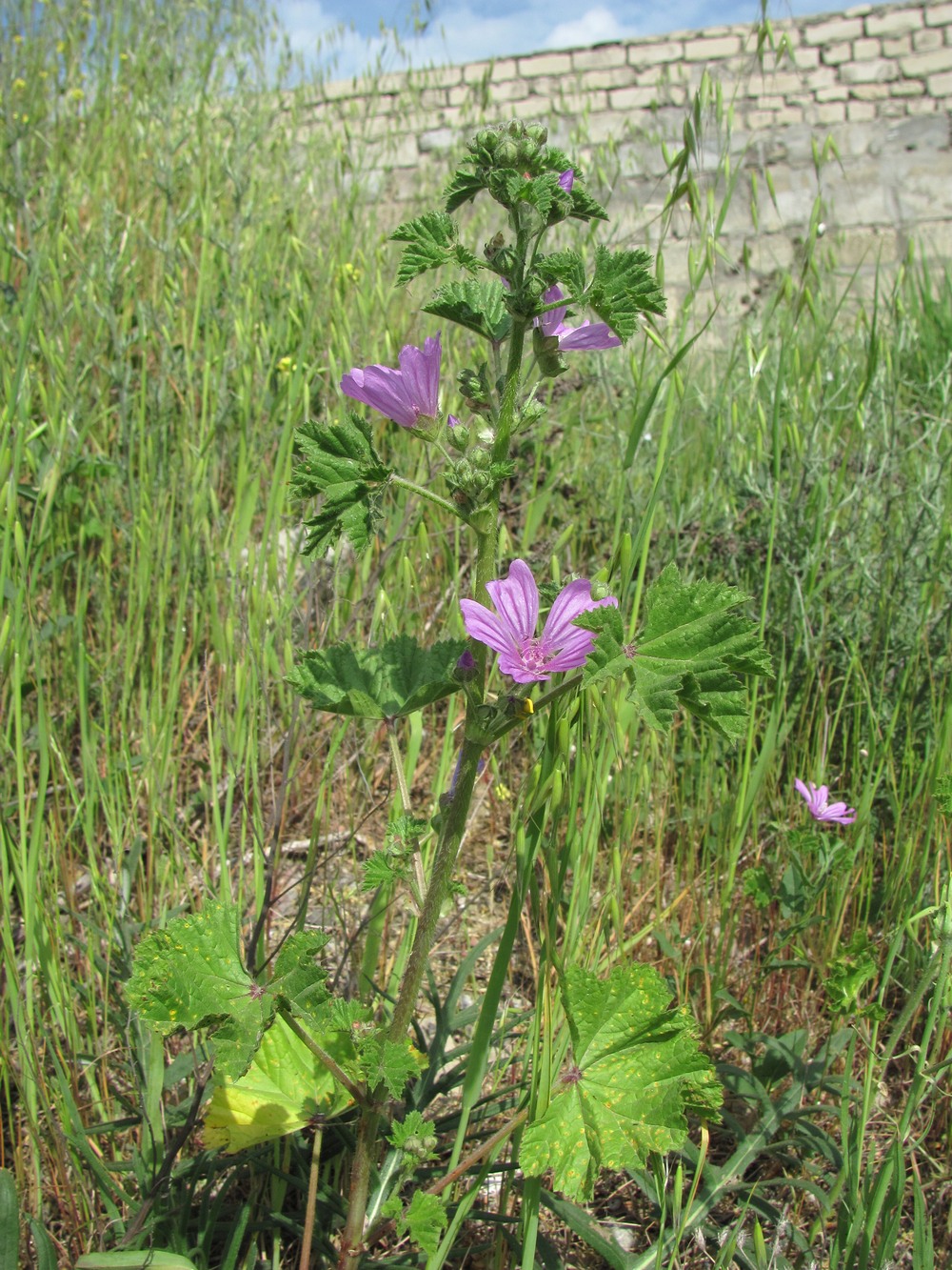 Image of Malva sylvestris specimen.