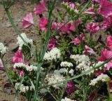 Limonium sinuatum