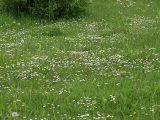 Bellis perennis. Белый аспект цветущих маргариток на лугу. Северная Осетия, север Осетинской равнины, правобережье р. Урсдон. 09.05.2010.