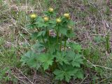 Trollius europaeus. Цветущие растения. Свердловская обл., окр. г. Североуральск, р-н известнякового карьера, поляна в сосново-еловом лесу на высоком скалистом берегу канала Дублёр. 12.06.2018.