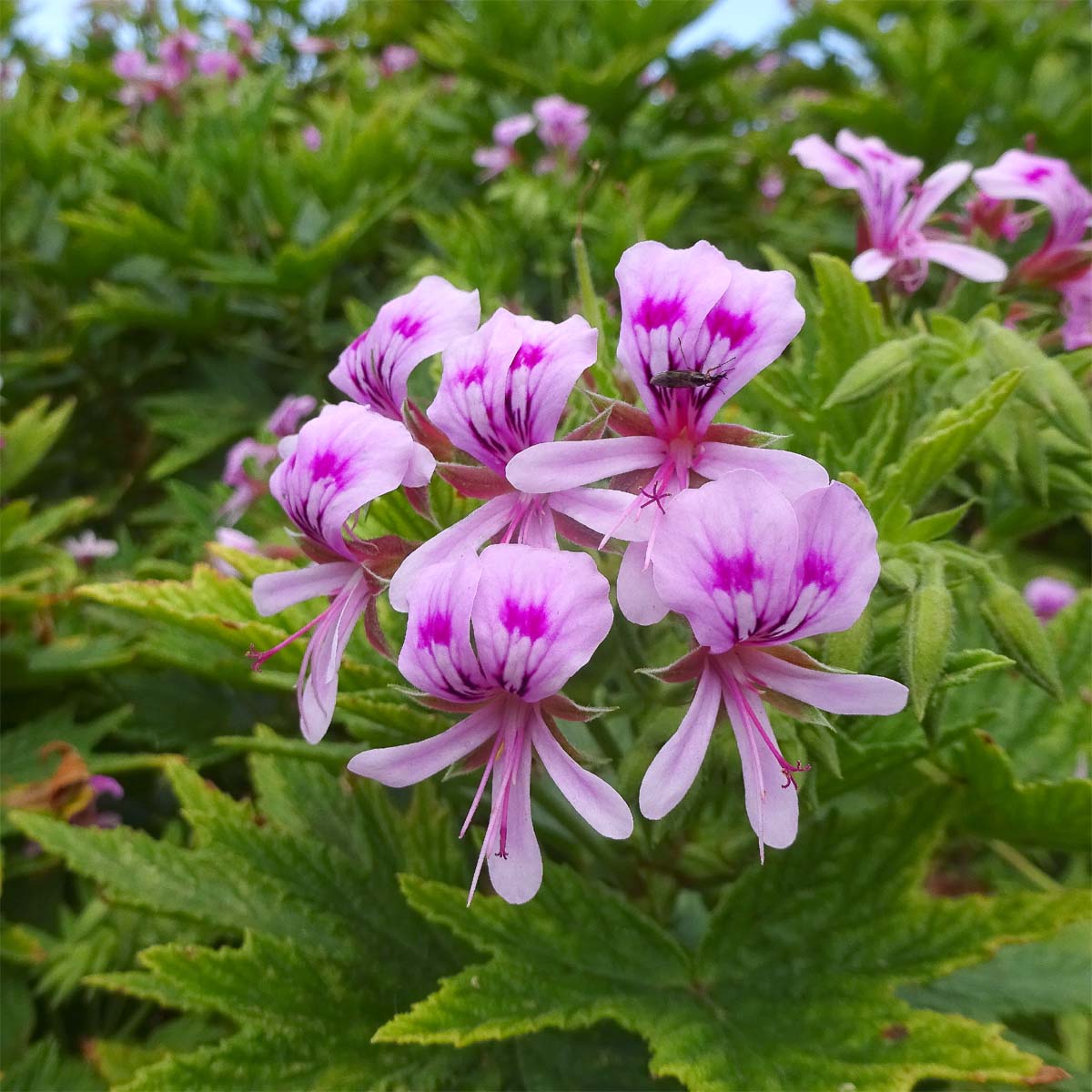 Изображение особи Pelargonium citronellum.