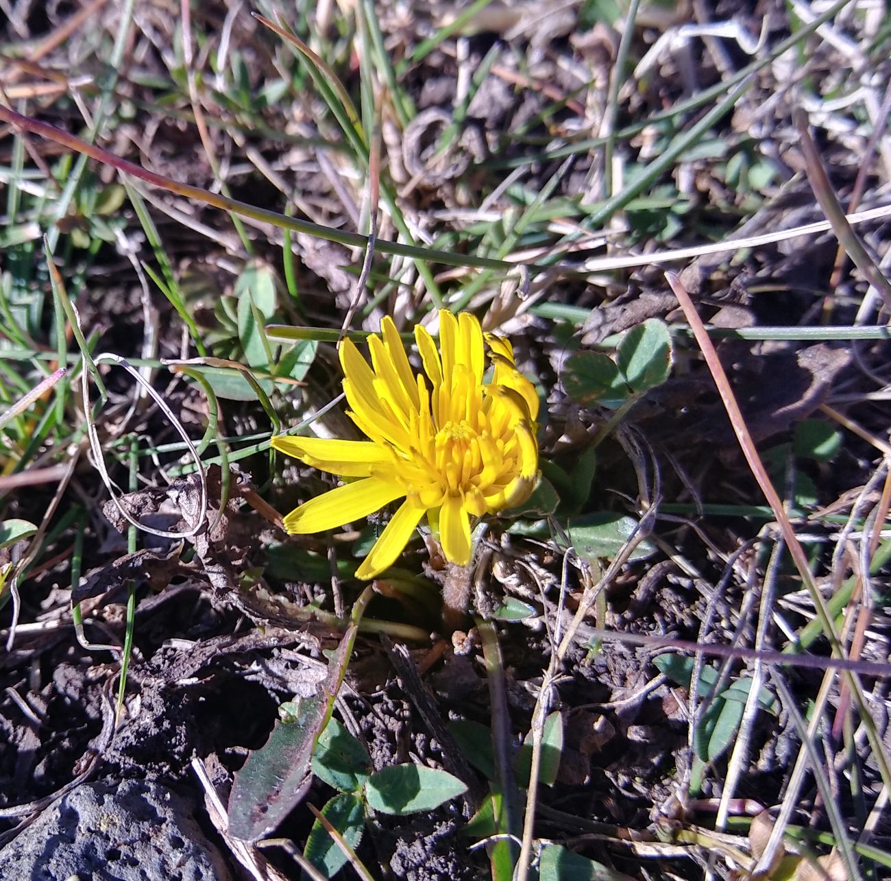 Изображение особи род Taraxacum.