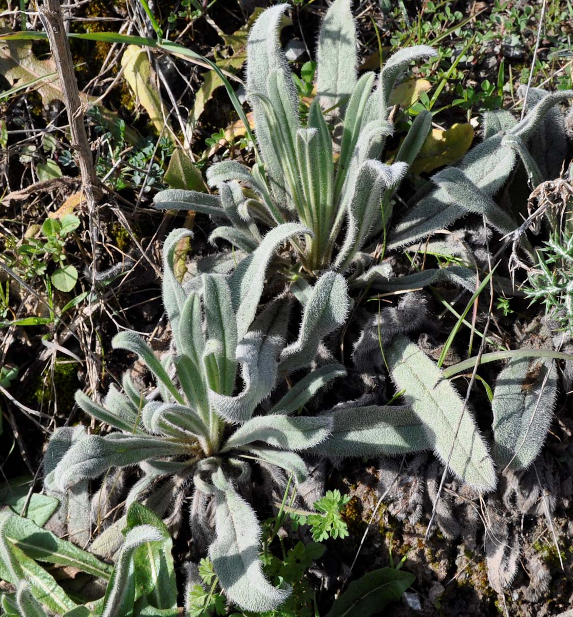 Изображение особи Onosma gigantea.