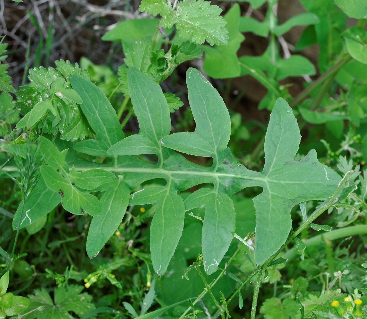 Image of Sonchus oleraceus specimen.