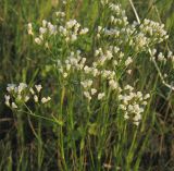 Eremogone longifolia