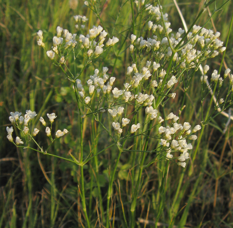 Изображение особи Eremogone longifolia.