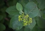 Viburnum lantana. Верхушка побега с незрелым соплодием. Кировская обл., г. Киров, Ботанический сад Вятского государственного университета, в культуре. 29.06.2018.