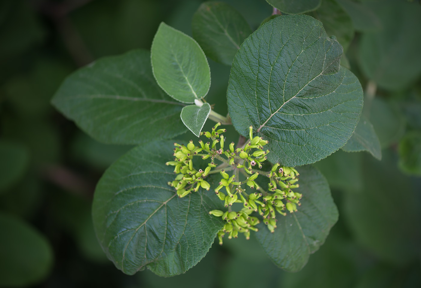 Image of Viburnum lantana specimen.