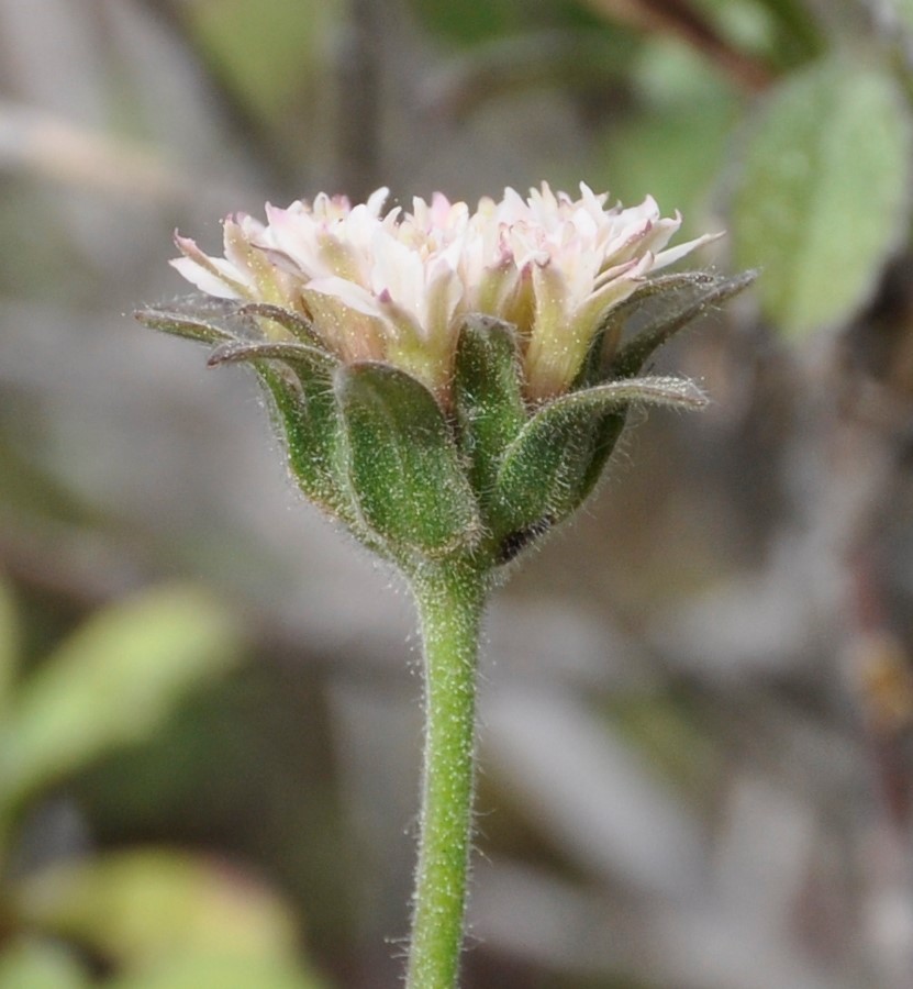 Image of Pterocephalus multiflorus ssp. obtusifolius specimen.