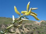 Salix wilhelmsiana