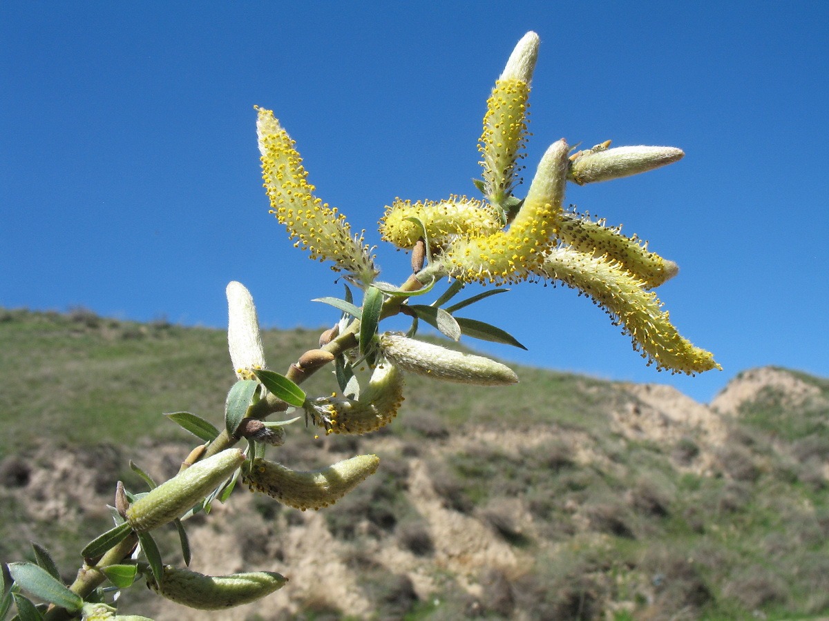 Изображение особи Salix wilhelmsiana.