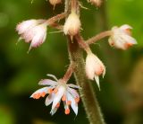 Tiarella cordifolia