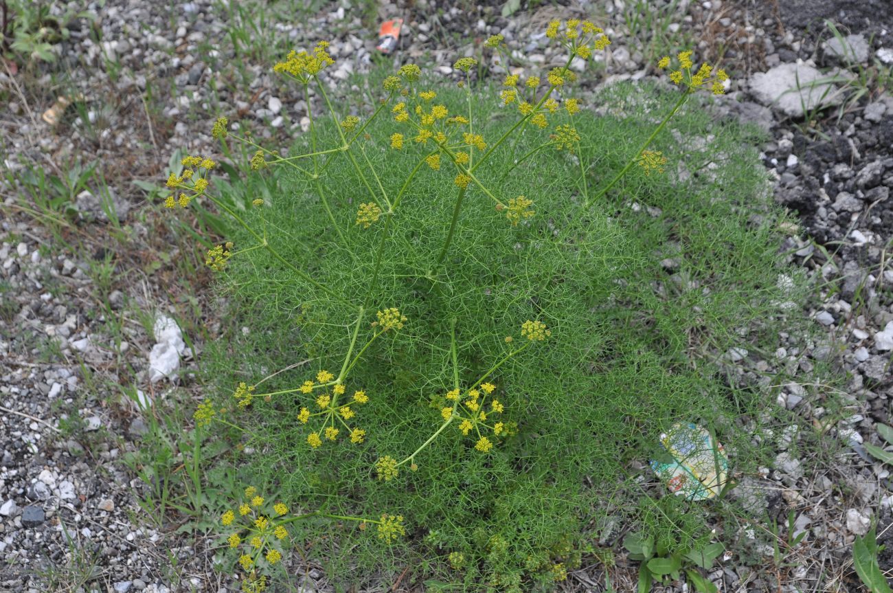 Image of genus Prangos specimen.