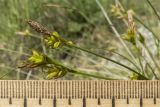 Carex halleriana. Верхушки плодоносящих побегов. Краснодарский край, м/о г. Новороссийск, гора Самбурова, травянистое сообщество задернованного скального обнажения в пушистодубово-грабинниково-скумпиевом редколесье. 28.04.2019.
