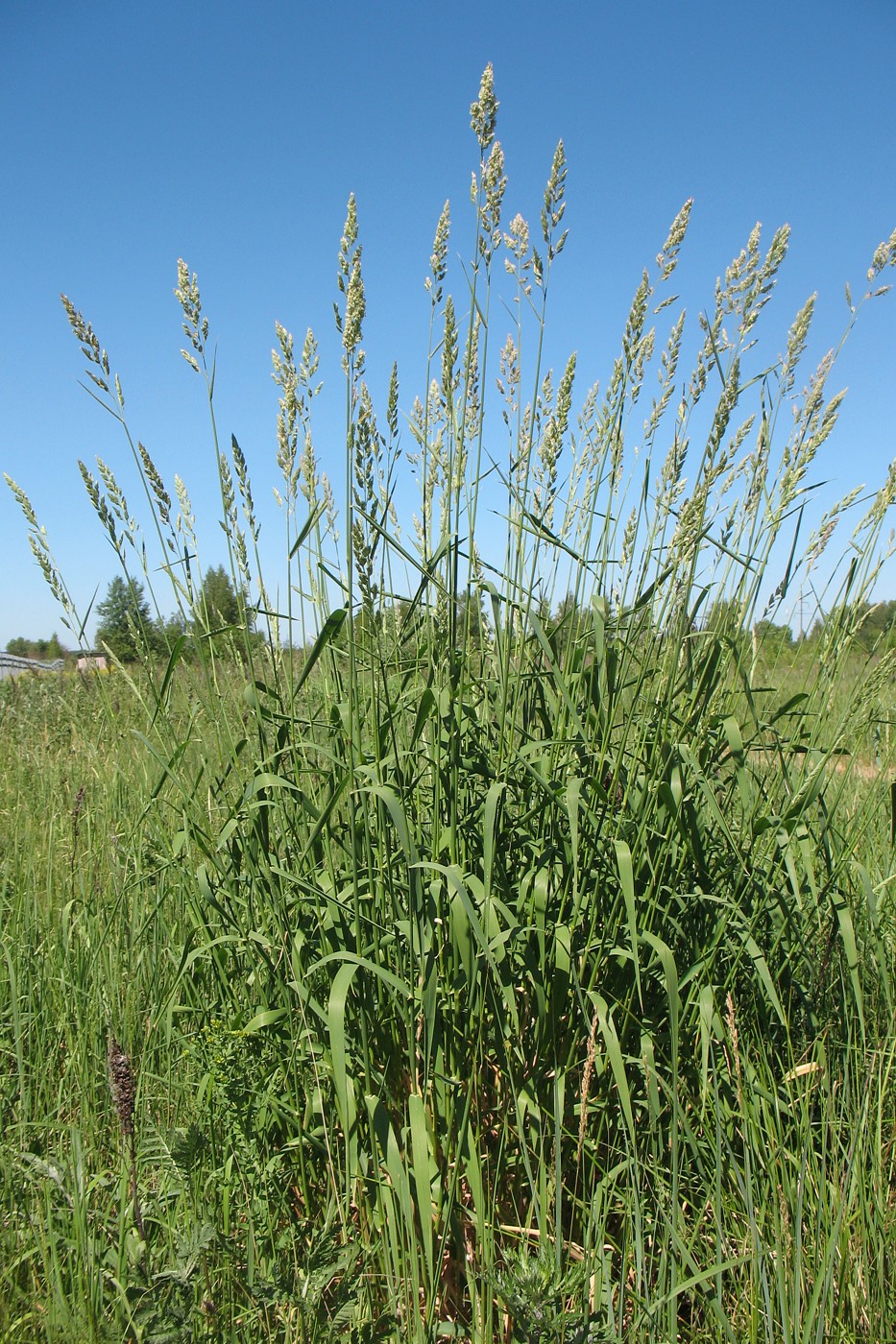 Image of Phalaroides arundinacea specimen.