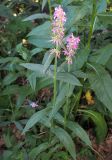 Stachys palustris. Цветущее растение. Татарстан, г. Бавлы. 07.07.2010.