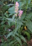 Stachys palustris