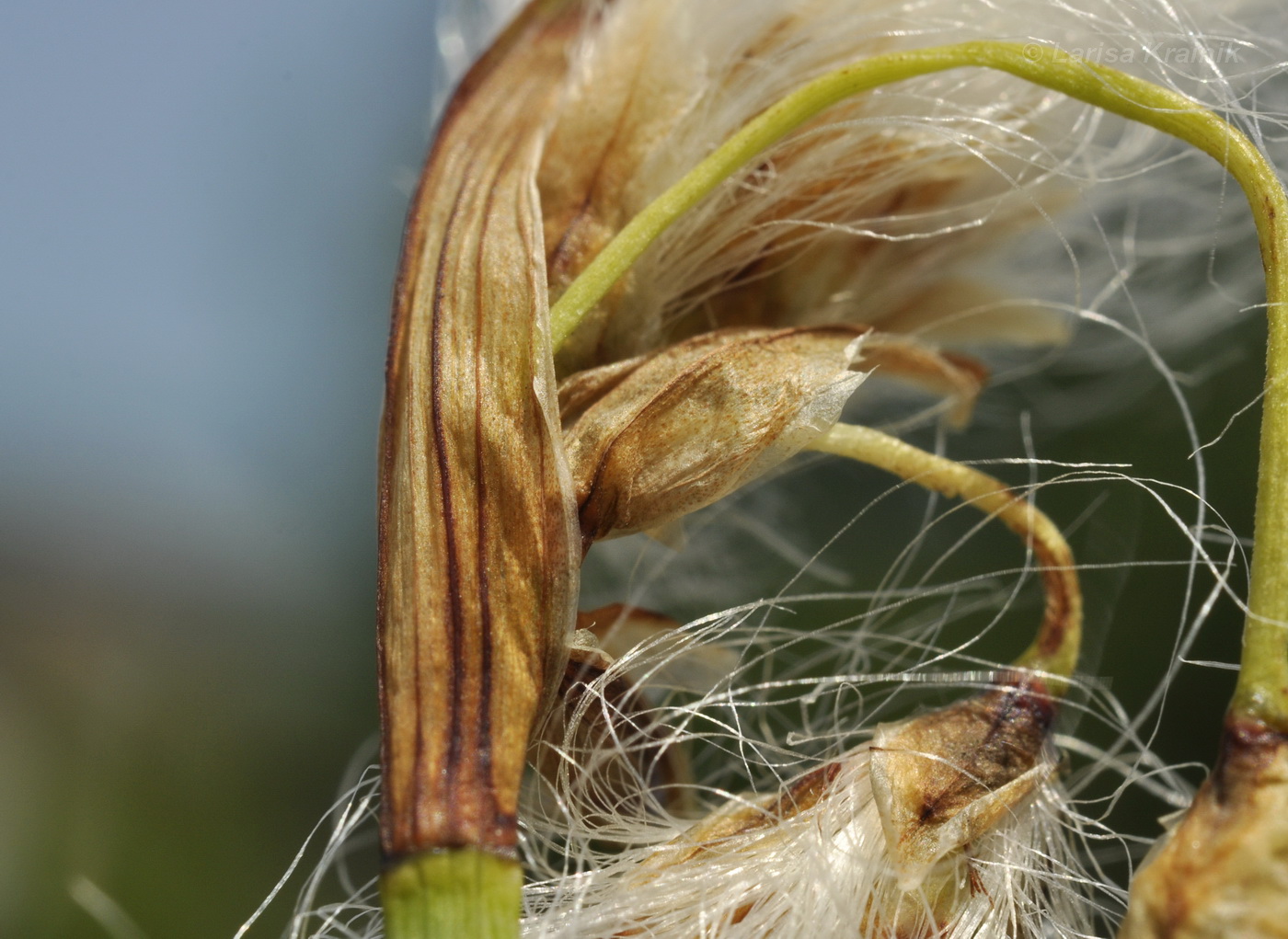 Изображение особи Eriophorum komarovii.