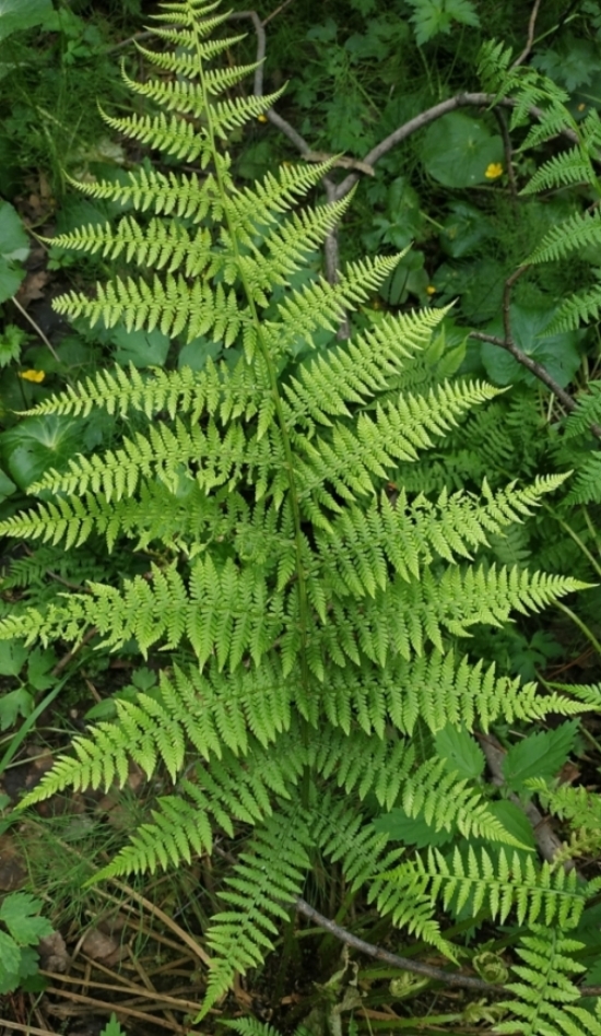 Image of Athyrium filix-femina specimen.