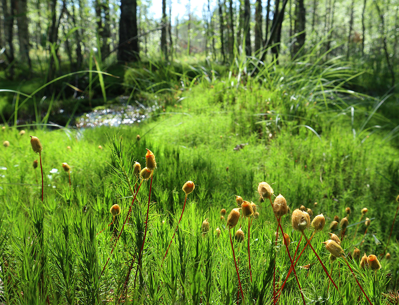 Image of Polytrichum commune specimen.