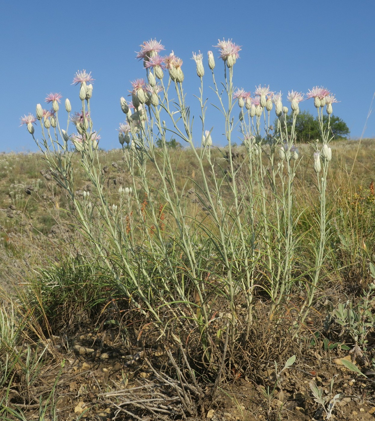 Image of Jurinea stoechadifolia specimen.