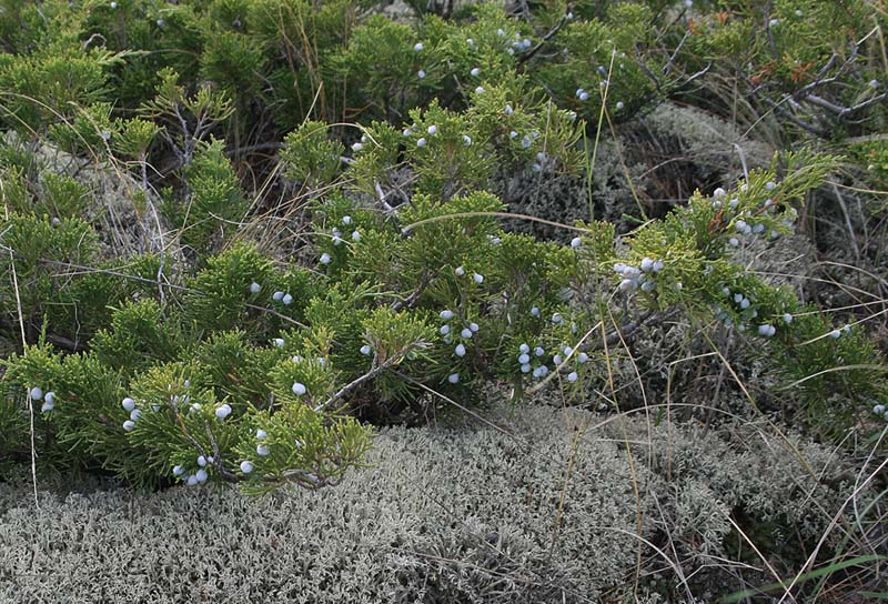 Image of Juniperus sabina specimen.