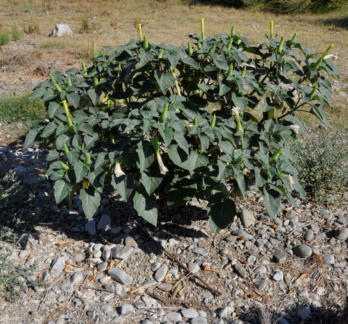 Image of Datura innoxia specimen.