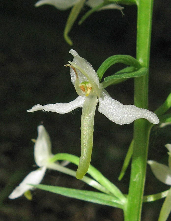 Image of Platanthera bifolia specimen.