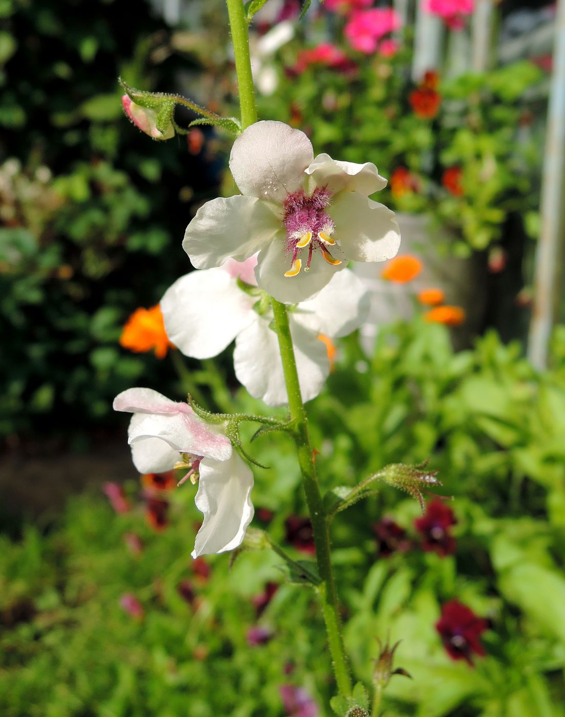 Image of Verbascum phoeniceum specimen.