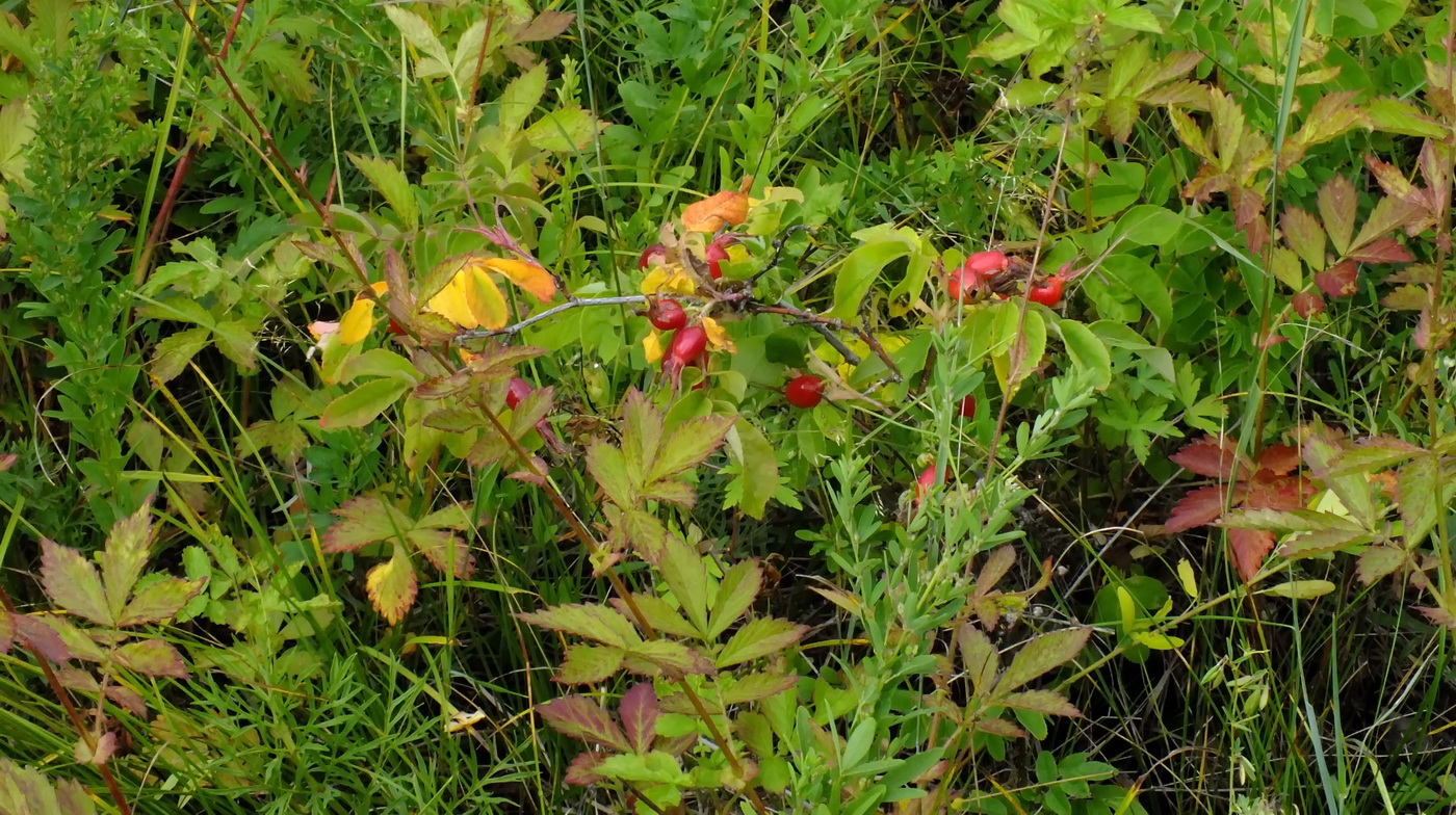 Image of genus Rosa specimen.