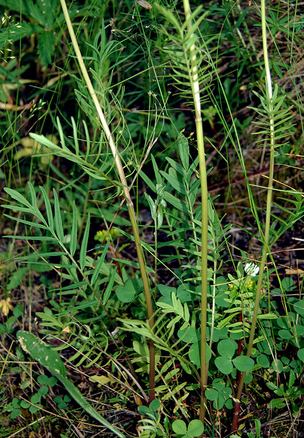 Изображение особи Valeriana rossica.