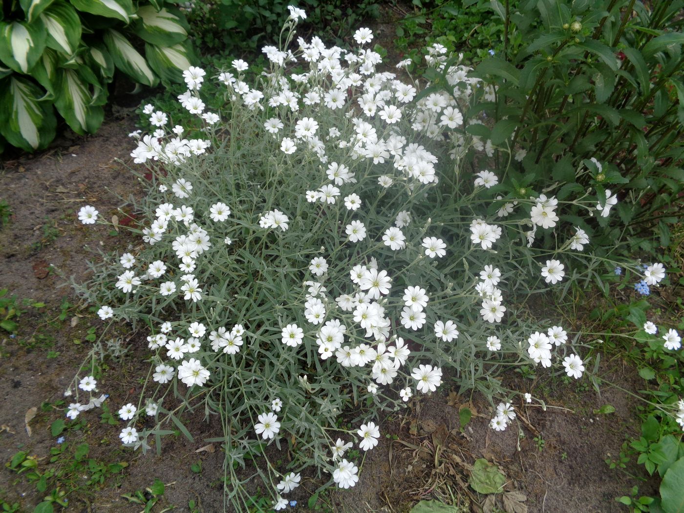 Изображение особи Cerastium argenteum.