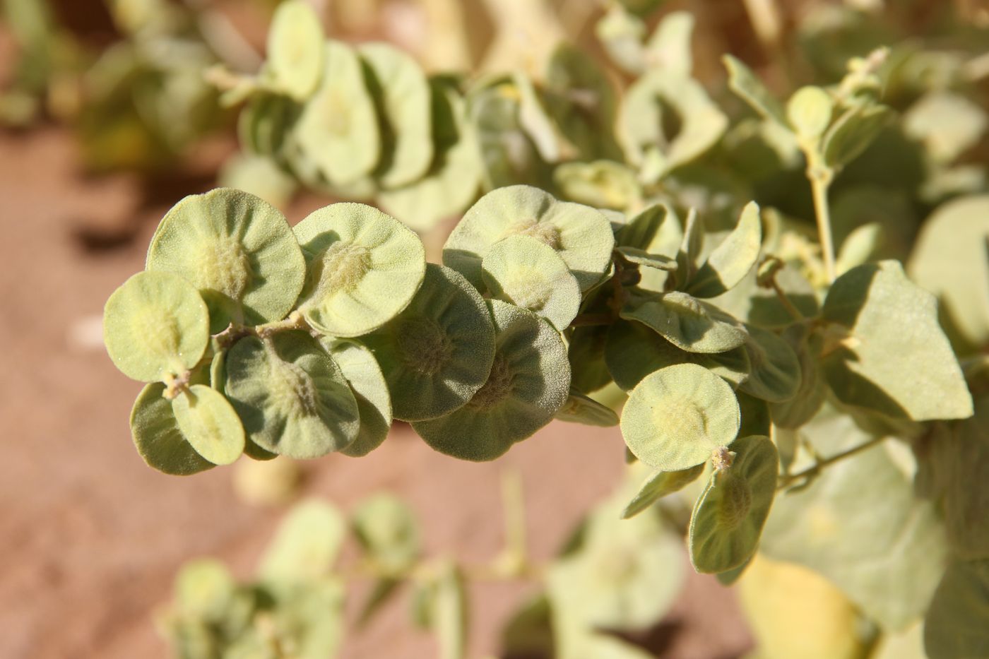 Image of Atriplex moneta specimen.