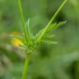 Chaerophyllum aureum