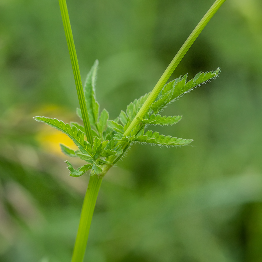 Image of Chaerophyllum aureum specimen.