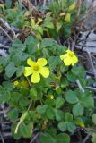 Oxalis magellanica