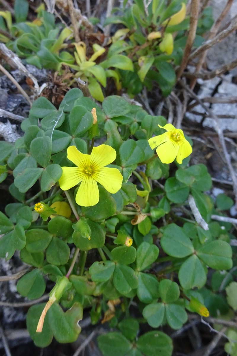 Изображение особи Oxalis magellanica.