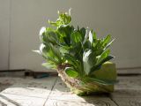 Brassica oleracea variety capitata