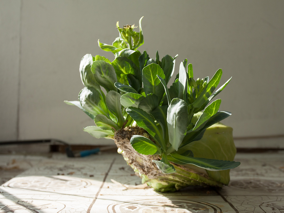 Image of Brassica oleracea var. capitata specimen.