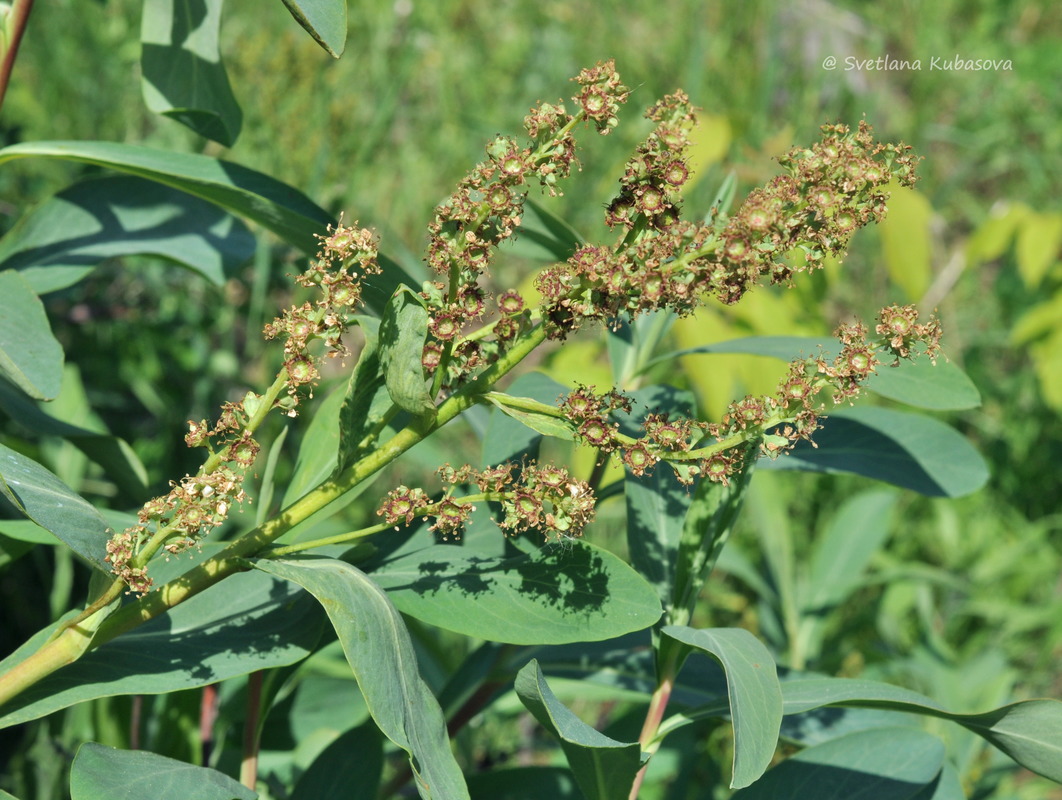 Изображение особи Sibiraea altaiensis.